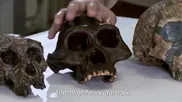 Natural History Museum Evolution App