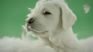 Andrex Puppy